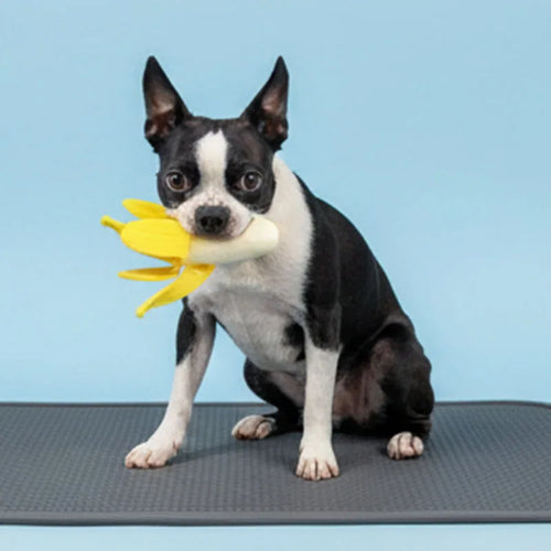 Banana Chew Toy for Dogs & Cats