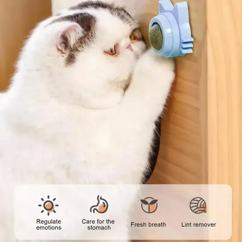 Catnip Wall Scratcher & Toy
