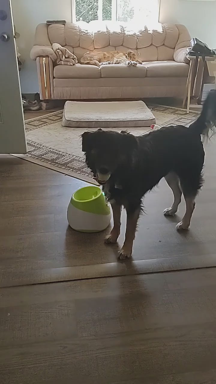 Automatic Dog Ball Launcher